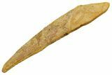 Fossil Shark (Asteracanthus) Dorsal Spine - Kem Kem Beds #353089-1